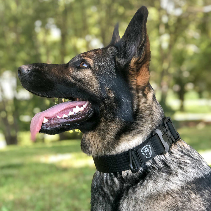 German Shepherd dog wearing black Sabre Patrol Collar which features a quiet release Patented Polymer Nexus GT COBRA quick release buckle.