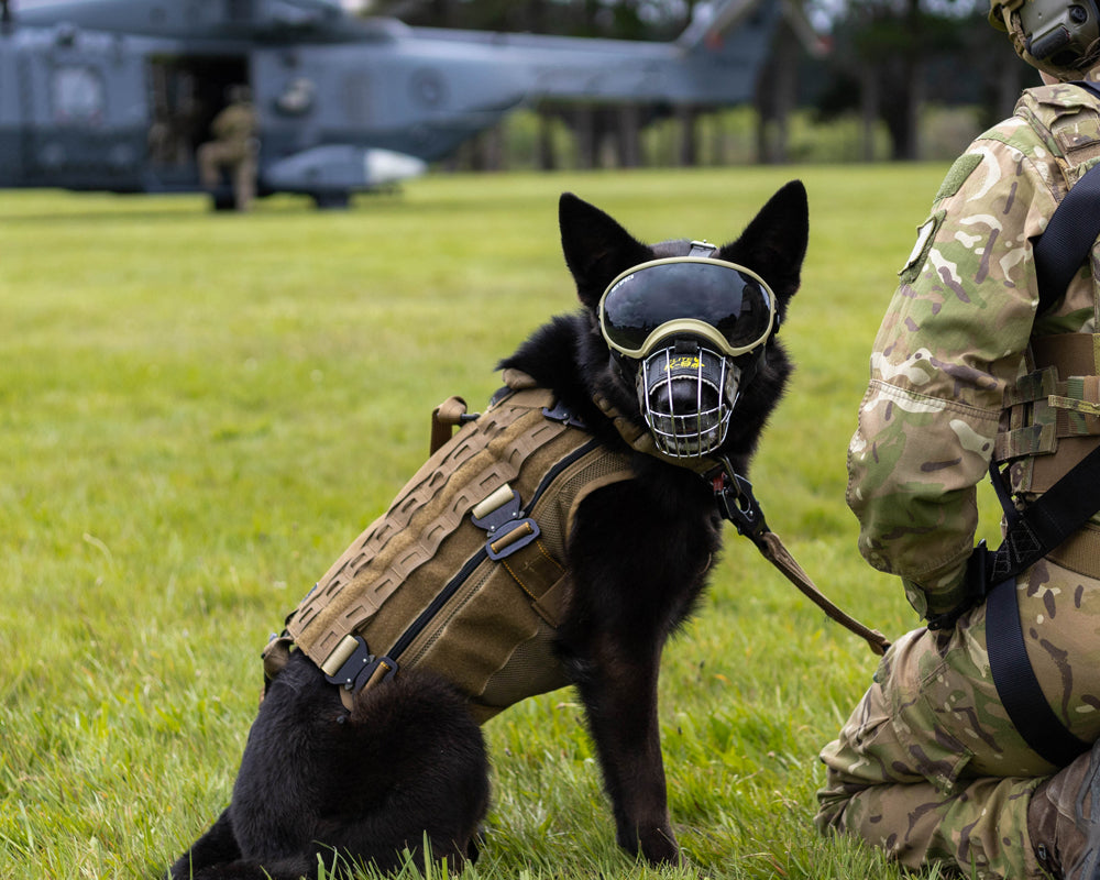 K9 wearing Harness, collar, leash, and goggles